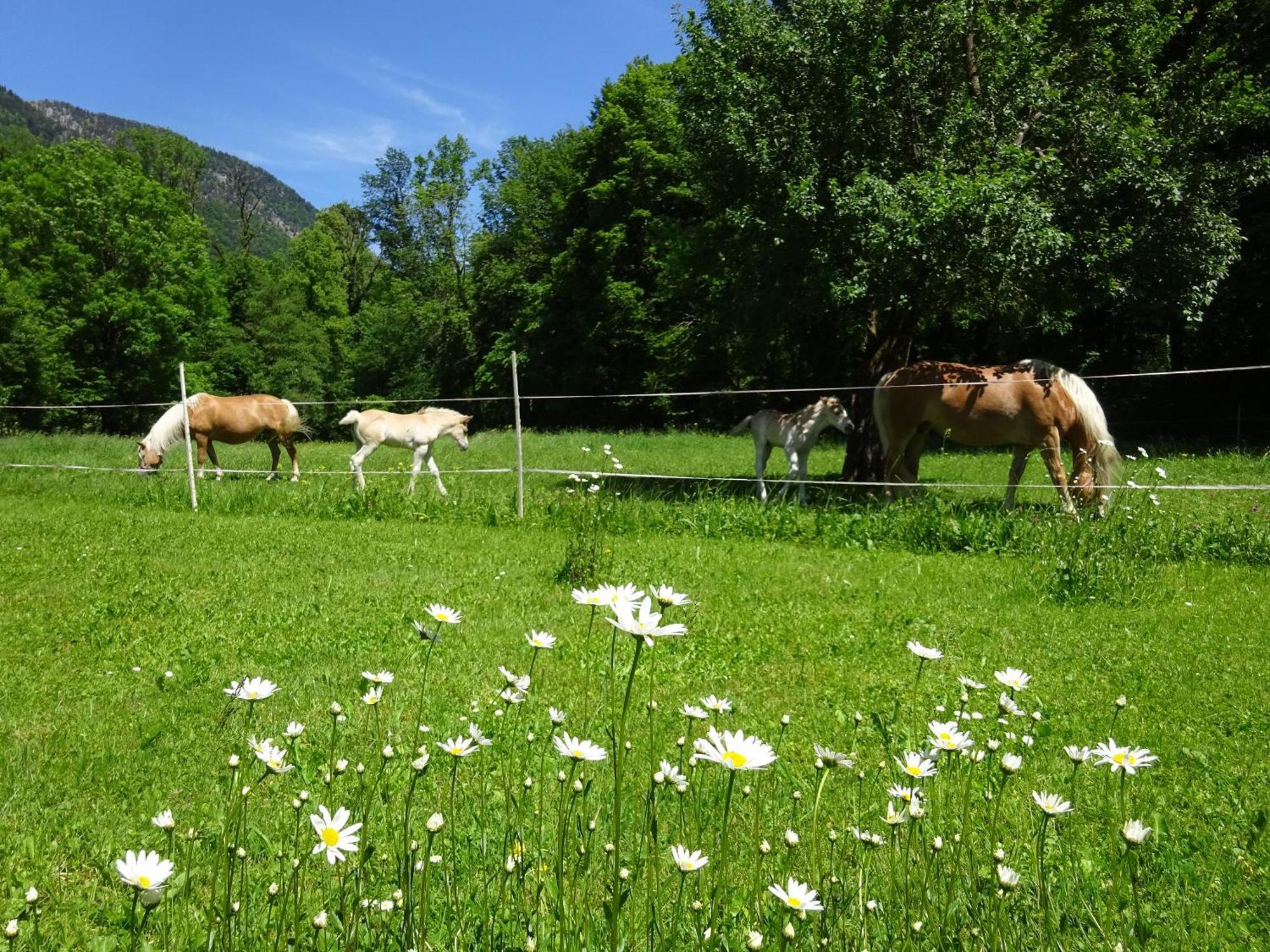 Ferienwohnungen Auhaus Bad Reichenhall Exterior photo